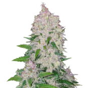 Fast Buds - Stardawg Automatic (3seeds/pack)