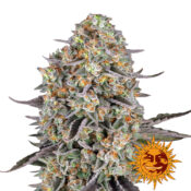 Barney's Farm Sour Strawberry feminized cannabis seeds (5 seeds pack)
