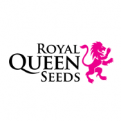 Royal Queen Seeds Tropicana Cookies Purple feminized cannabis seeds (5 seeds pack)